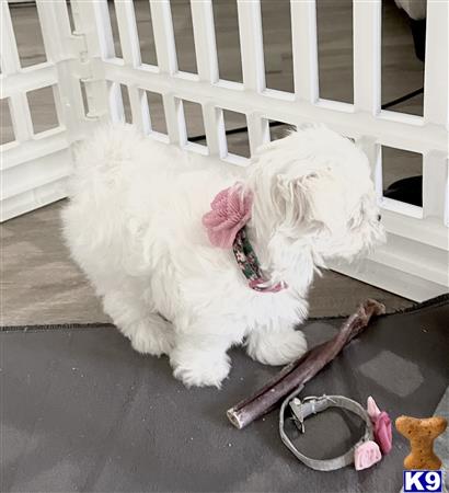 Miracle Maltese Picture 3
